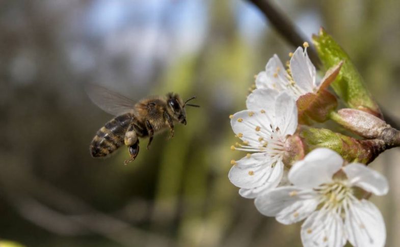 Abeilles espèces : comprendre les différentes espèces et mieux les protéger