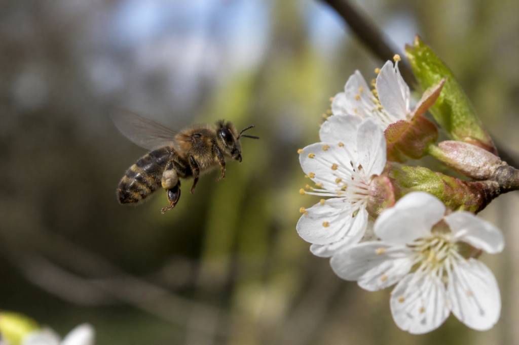 Abeilles espèces : comprendre les différentes espèces et mieux les protéger
