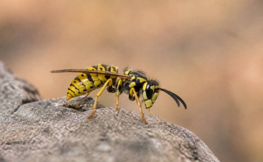 Abeille jaune : identifier cet insecte et agir face aux risques de nid