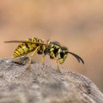 Abeille jaune : identifier cet insecte et agir face aux risques de nid