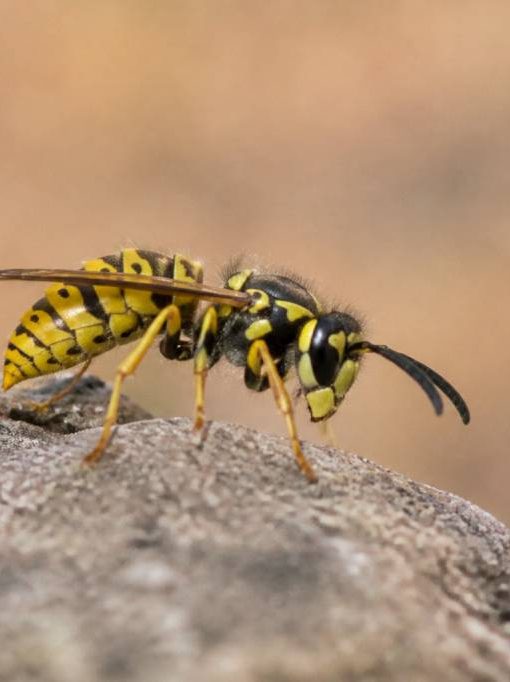 Abeille jaune : identifier cet insecte et agir face aux risques de nid