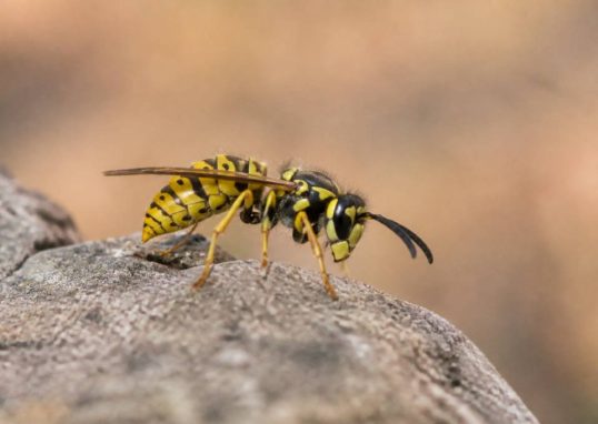 Abeille jaune : identifier cet insecte et agir face aux risques de nid