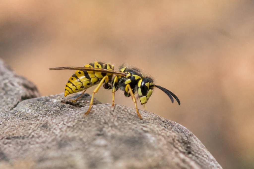 Abeille jaune : identifier cet insecte et agir face aux risques de nid