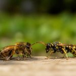 Différence entre abeille et guêpe : comment les reconnaître et agir en cas de nid