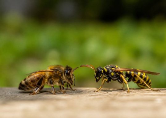 Différence entre abeille et guêpe : comment les reconnaître et agir en cas de nid