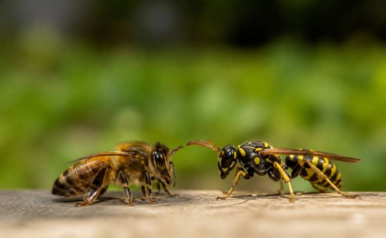 Différence entre abeille et guêpe : comment les reconnaître et agir en cas de nid