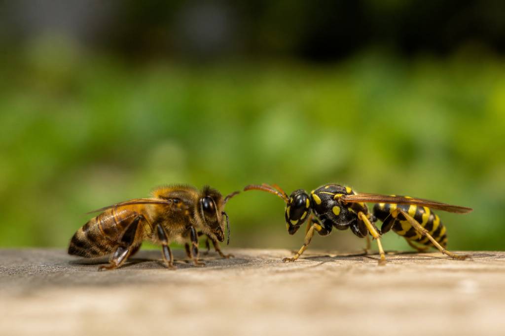 Différence entre abeille et guêpe : comment les reconnaître et agir en cas de nid
