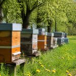 Calendrier miellée des ruches et périodes de floraison à surveiller