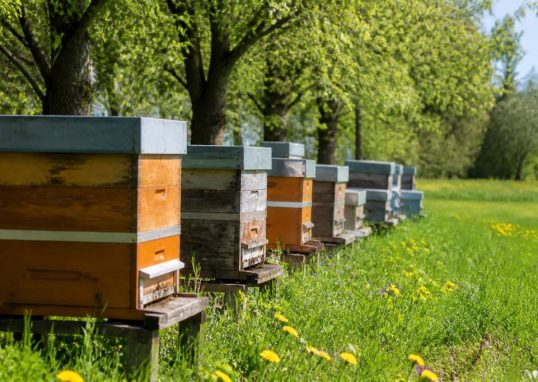 Calendrier miellée des ruches et périodes de floraison à surveiller
