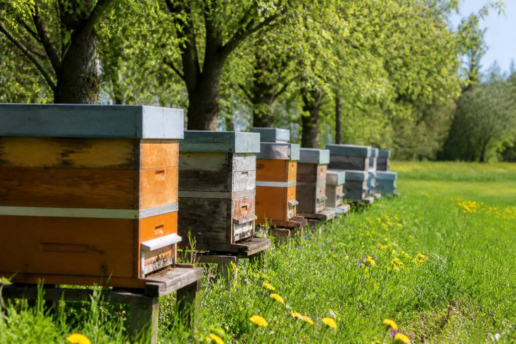 Calendrier miellée des ruches et périodes de floraison à surveiller