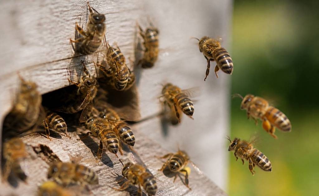 Abeilles races : comprendre les principales races d’abeilles et leurs caractéristiques