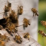 Abeilles races : comprendre les principales races d’abeilles et leurs caractéristiques