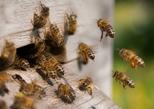 Abeilles races : comprendre les principales races d’abeilles et leurs caractéristiques