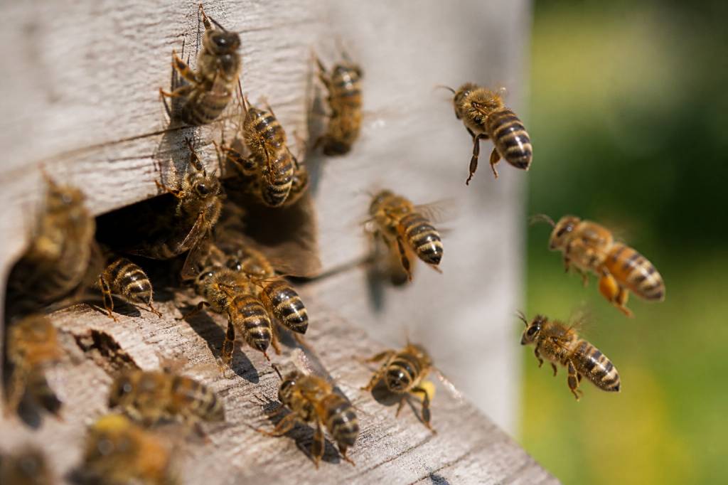 Abeilles races : comprendre les principales races d’abeilles et leurs caractéristiques