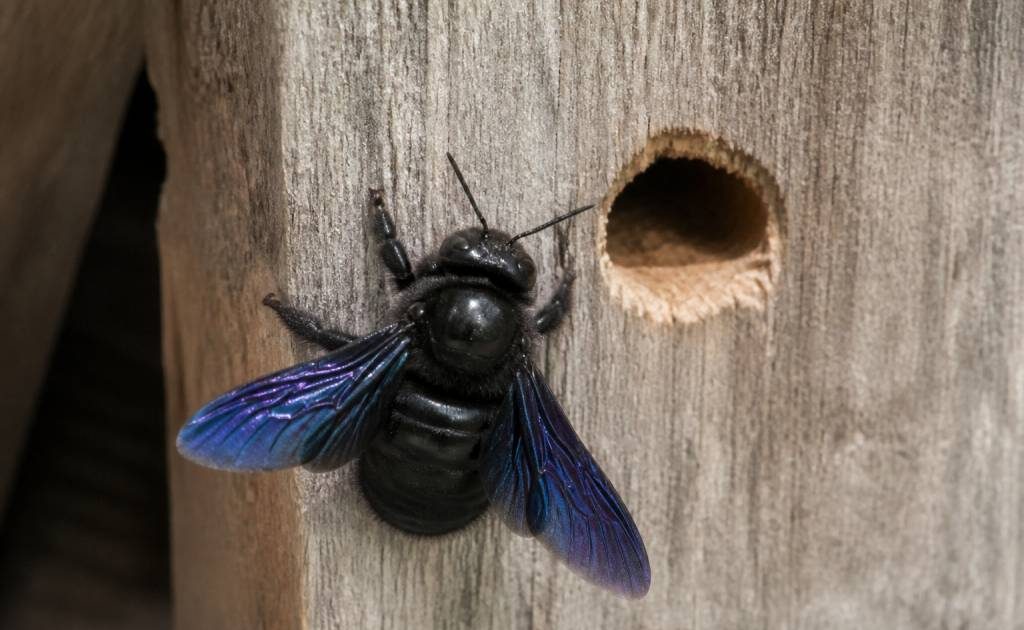 Abeille charpentière bleue : पहचान? prévention et solutions pour protéger votre habitation
