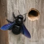Abeille charpentière bleue : पहचान? prévention et solutions pour protéger votre habitation