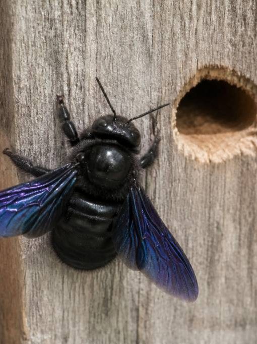 Abeille charpentière bleue : पहचान? prévention et solutions pour protéger votre habitation