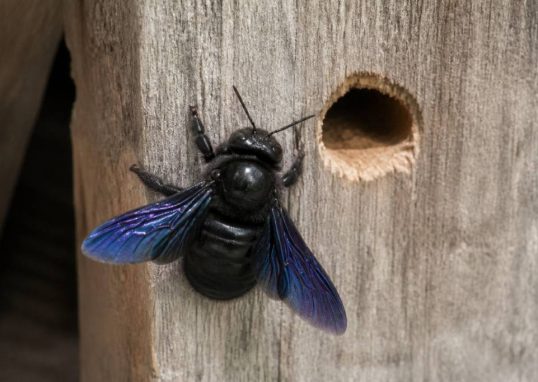 Abeille charpentière bleue : पहचान? prévention et solutions pour protéger votre habitation
