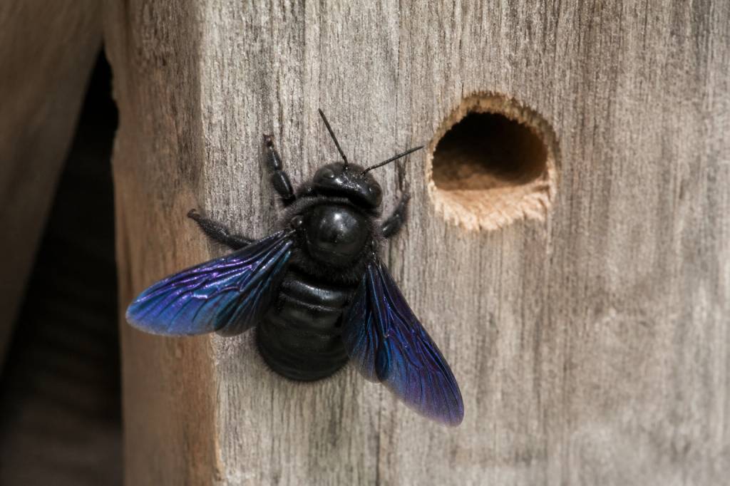 Abeille charpentière bleue : पहचान? prévention et solutions pour protéger votre habitation