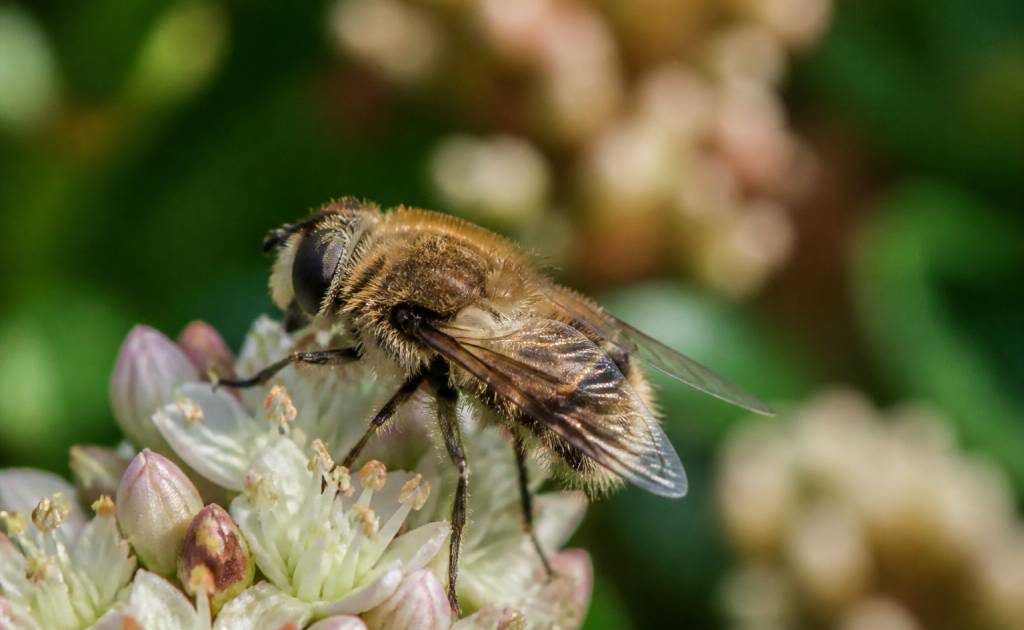 Abeille poilu : identifier et protéger cet insecte utile du jardin