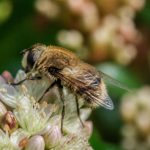 Abeille poilu : identifier et protéger cet insecte utile du jardin