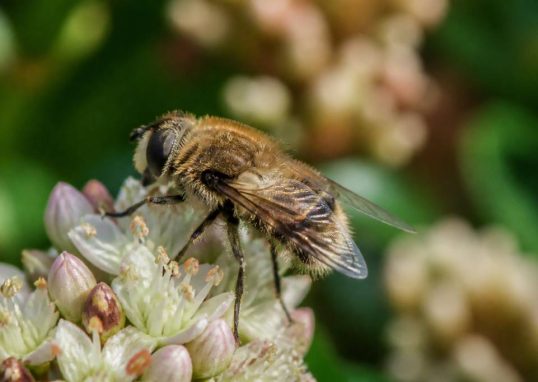 Abeille poilu : identifier et protéger cet insecte utile du jardin