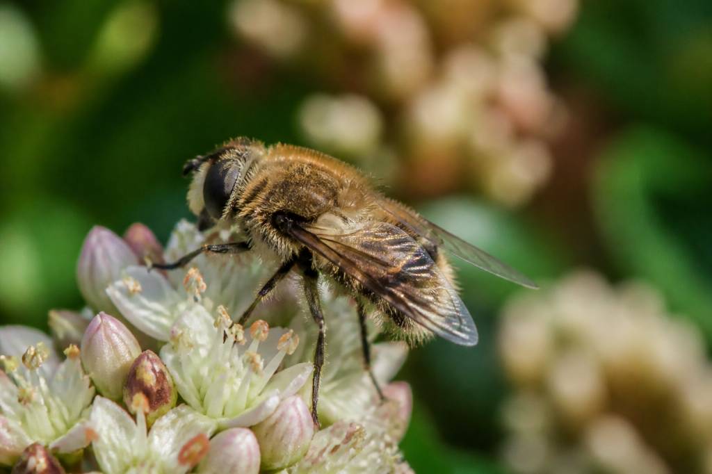 Abeille poilu : identifier et protéger cet insecte utile du jardin