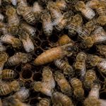 La reine des abeille et son rôle dans la ruche