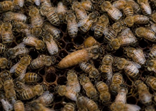 La reine des abeille et son rôle dans la ruche