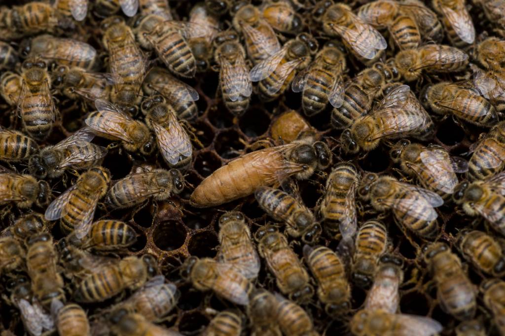 La reine des abeille et son rôle dans la ruche