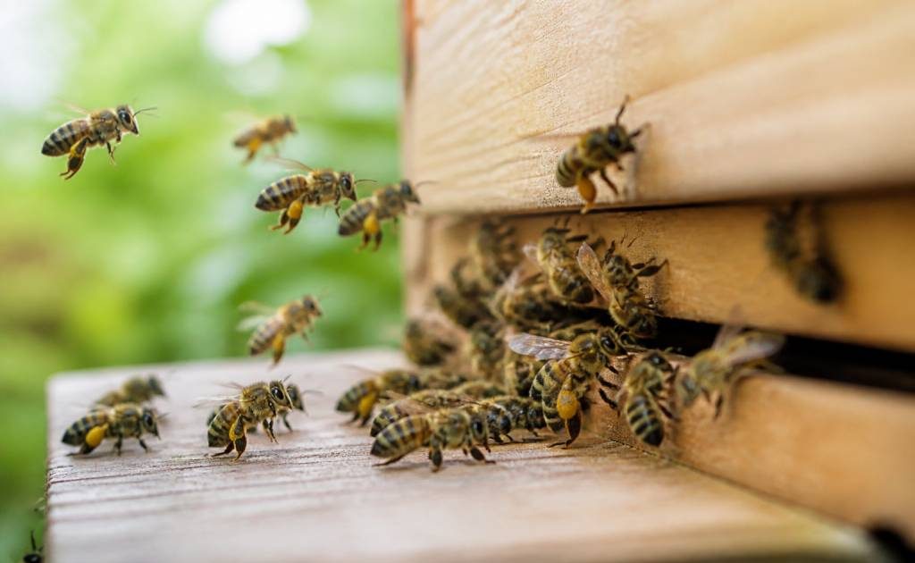 Abeilles travailleuses et leur rôle essentiel dans la ruche