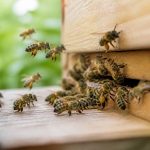 Abeilles travailleuses et leur rôle essentiel dans la ruche