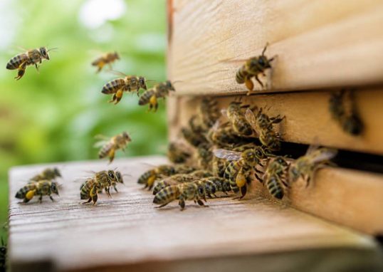 Abeilles travailleuses et leur rôle essentiel dans la ruche