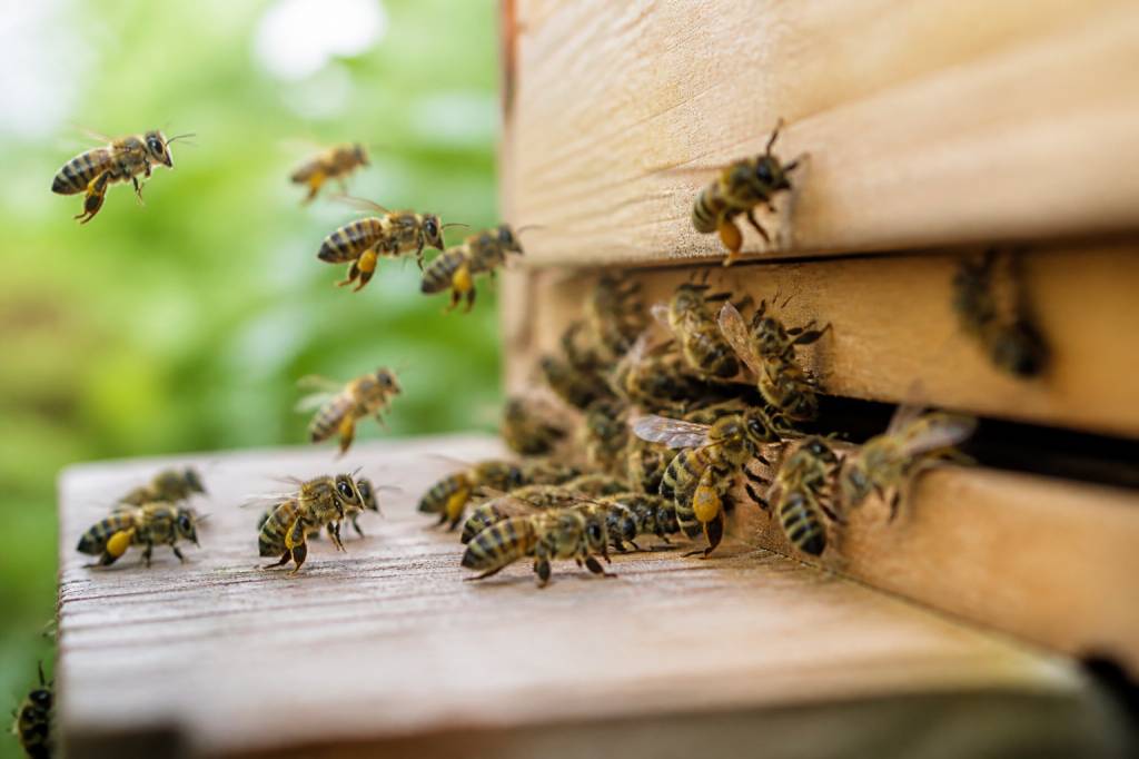 Abeilles travailleuses et leur rôle essentiel dans la ruche