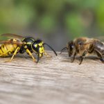 Difference entre guêpes et abeilles : comment les reconnaître facilement