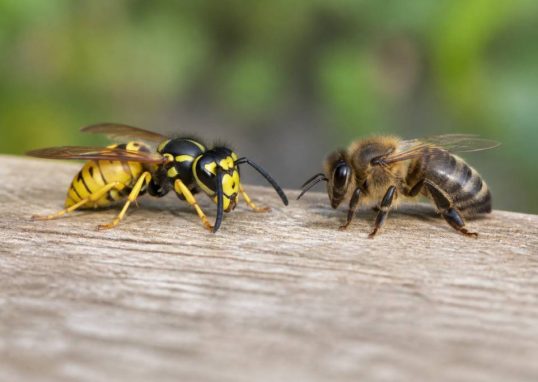 Difference entre guêpes et abeilles : comment les reconnaître facilement