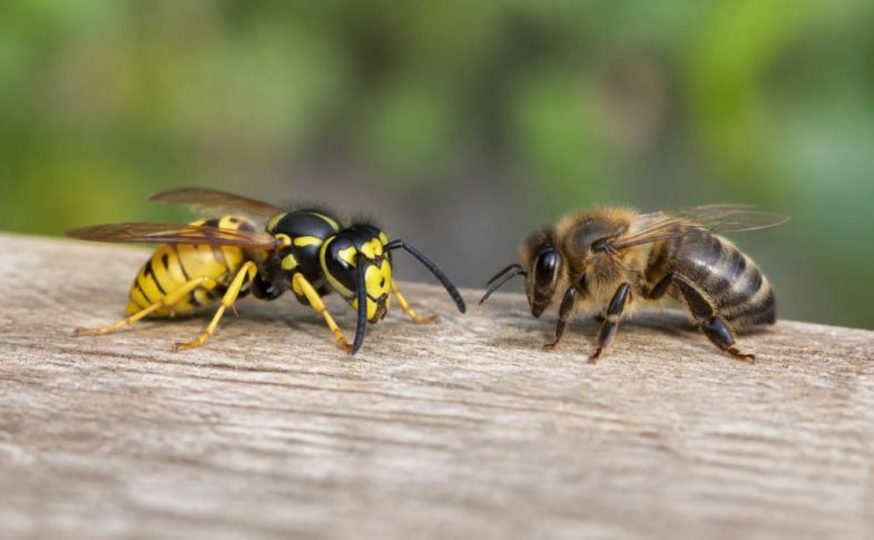 Difference entre guêpes et abeilles : comment les reconnaître facilement