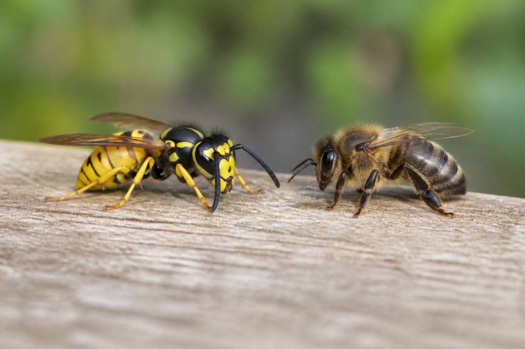 Difference entre guêpes et abeilles : comment les reconnaître facilement