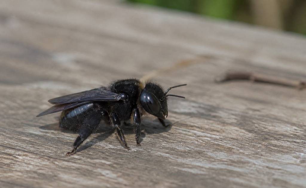 Abeille solitaire noire : identification, habitat et différence avec les guêpes