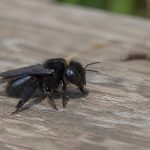 Abeille solitaire noire : identification, habitat et différence avec les guêpes