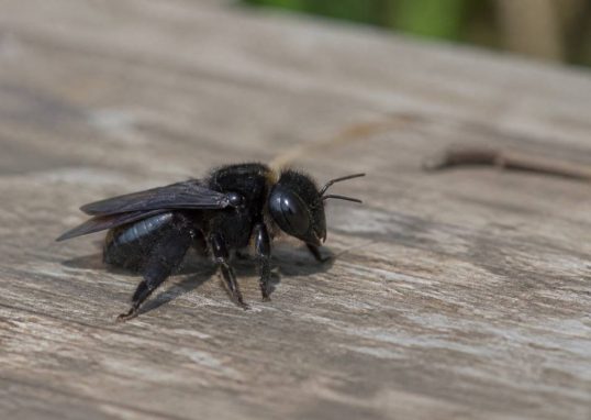 Abeille solitaire noire : identification, habitat et différence avec les guêpes
