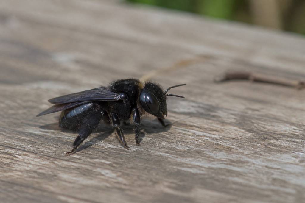 Abeille solitaire noire : identification, habitat et différence avec les guêpes