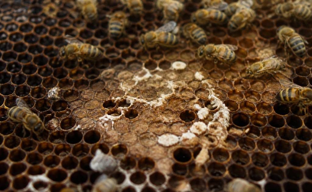 Teigne des abeilles : comment la reconnaître et la combattre