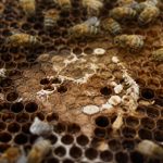 Teigne des abeilles : comment la reconnaître et la combattre