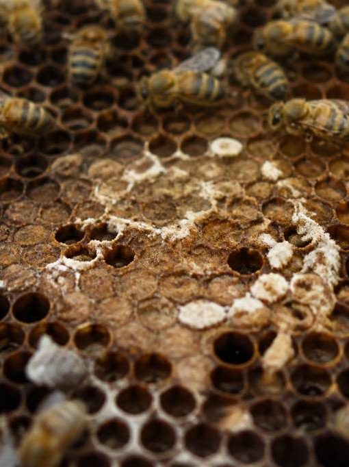 Teigne des abeilles : comment la reconnaître et la combattre