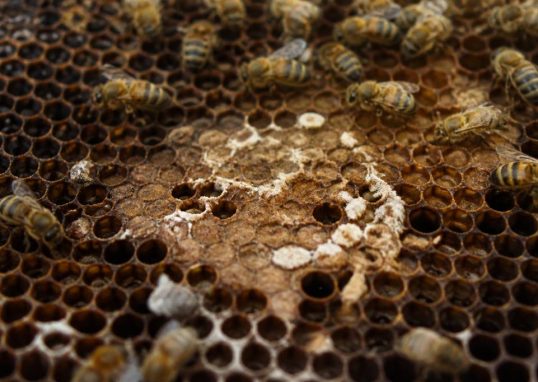 Teigne des abeilles : comment la reconnaître et la combattre