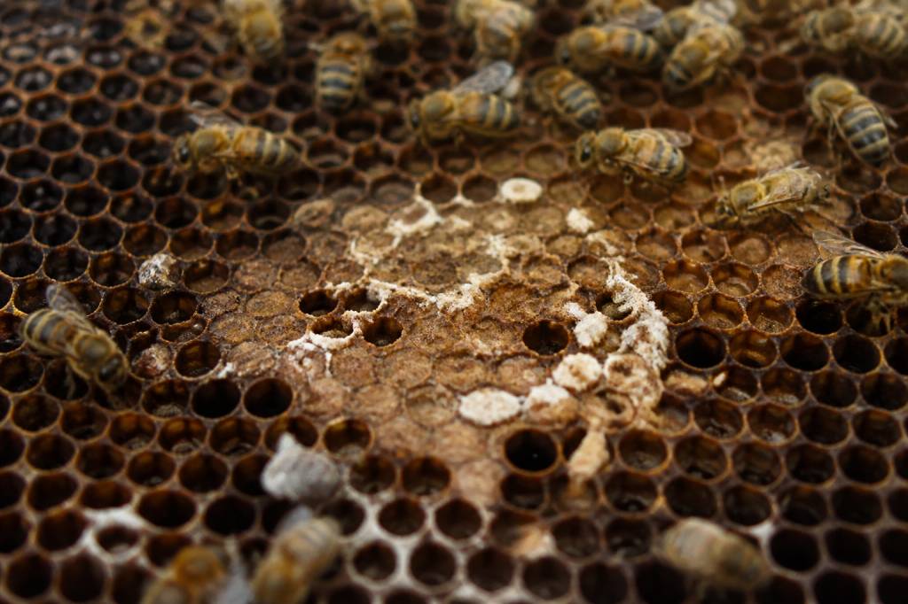 Teigne des abeilles : comment la reconnaître et la combattre