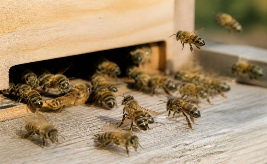 Abeille italienne : caractéristiques, élevage et conseils d’apiculture