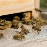 Abeille italienne : caractéristiques, élevage et conseils d’apiculture