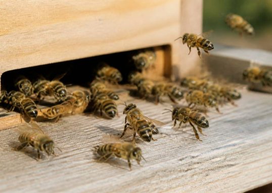 Abeille italienne : caractéristiques, élevage et conseils d’apiculture